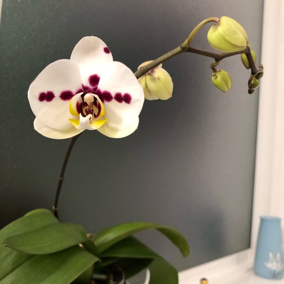 Meet your Posher, Robin - Picture 1 of 1